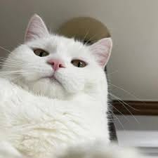 Victoria Pascual profile picture
